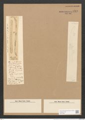 Surirella anceps (Breb.) Lew. (de-Toni-Nr.: Genus 53, Species 2314) Zeichnungen Sammlung Grunow Nr. 4763 (NHMW-BOT-W0372883)
